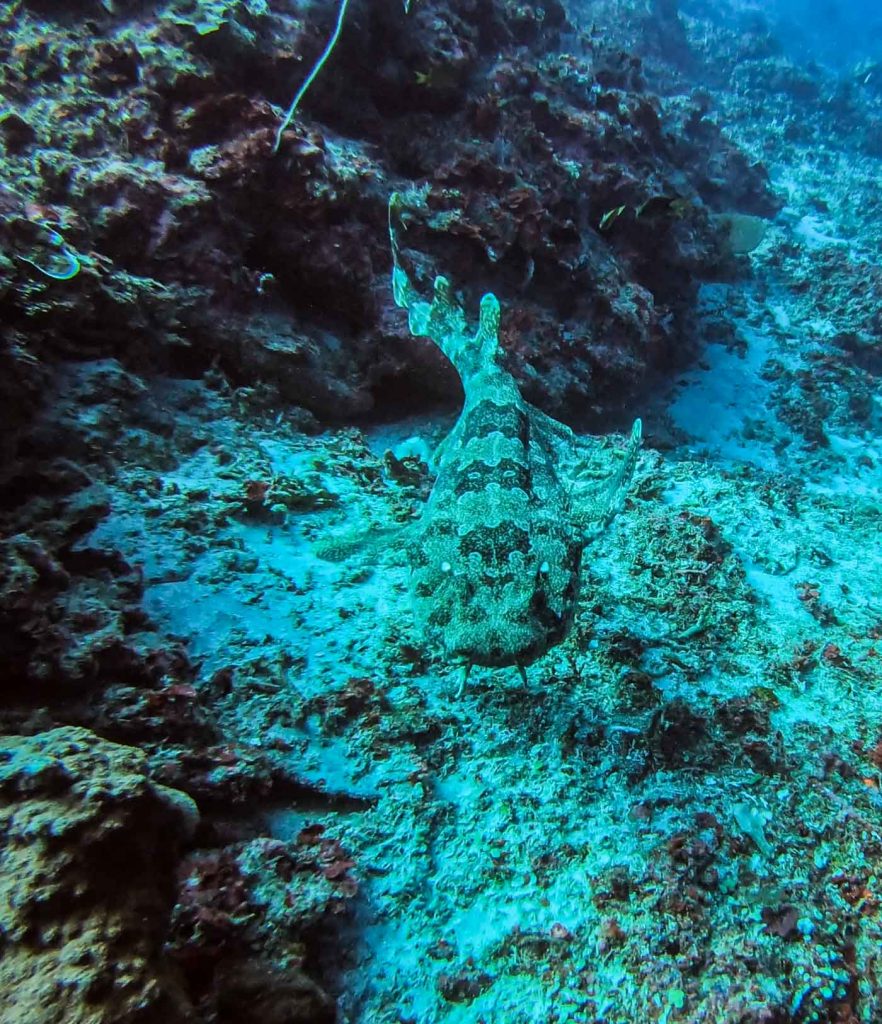 SCUBA DIVING WITH BLUE CORNER DIVE IN NUSA LEMBONGAN The Sassy Pilgrim