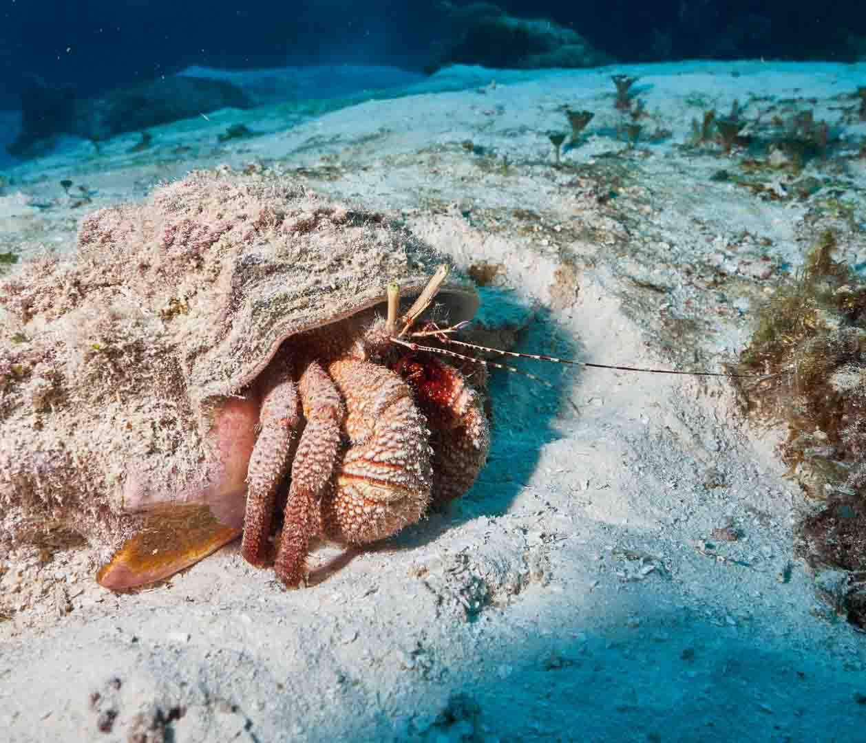 Scuba_Diving_Cozumel_Scuba_Tony_Mexico_Travel_Blogger_Indian_The_Sassy_Pilgrim_America_Quintana_Roo_Yucatan_Riviera_Maya_Adventure_