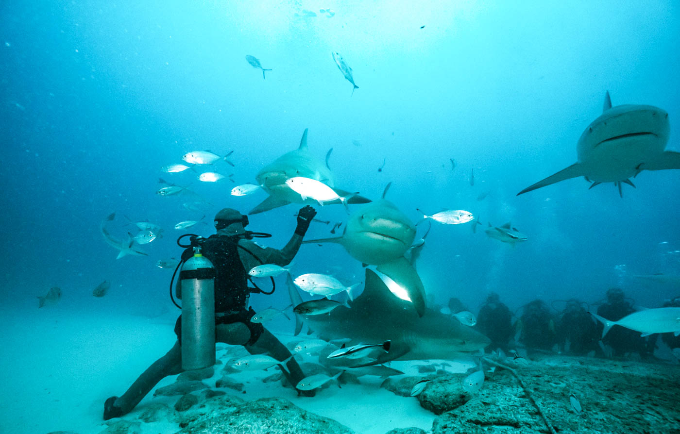 Scuba_Diving_With_Bull_Sharks_In_Playa_Del_Carmen_Mexico_Qintana_Roo_Yucatan_Peninsula_Riviera_Maya_Cozumel_Blog_The_Sassy_Pilgrim_Indian_Solo_Traveler_Girl_Scuba_Diver_Inia_Travel_Blogger_