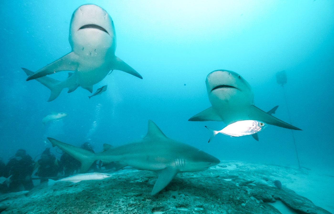 Scuba_Diving_With_Bull_Sharks_In_Playa_Del_Carmen_Mexico_Qintana_Roo_Yucatan_Peninsula_Riviera_Maya_Cozumel_Blog_The_Sassy_Pilgrim_Indian_Solo_Traveler_Girl_Scuba_Diver_Inia_Travel_Blogger_