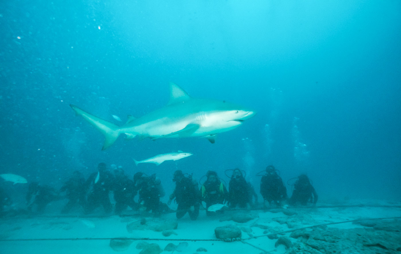 Scuba_Diving_With_Bull_Sharks_In_Playa_Del_Carmen_Mexico_Qintana_Roo_Yucatan_Peninsula_Riviera_Maya_Cozumel_Blog_The_Sassy_Pilgrim_Indian_Solo_Traveler_Girl_Scuba_Diver_Inia_Travel_Blogger_