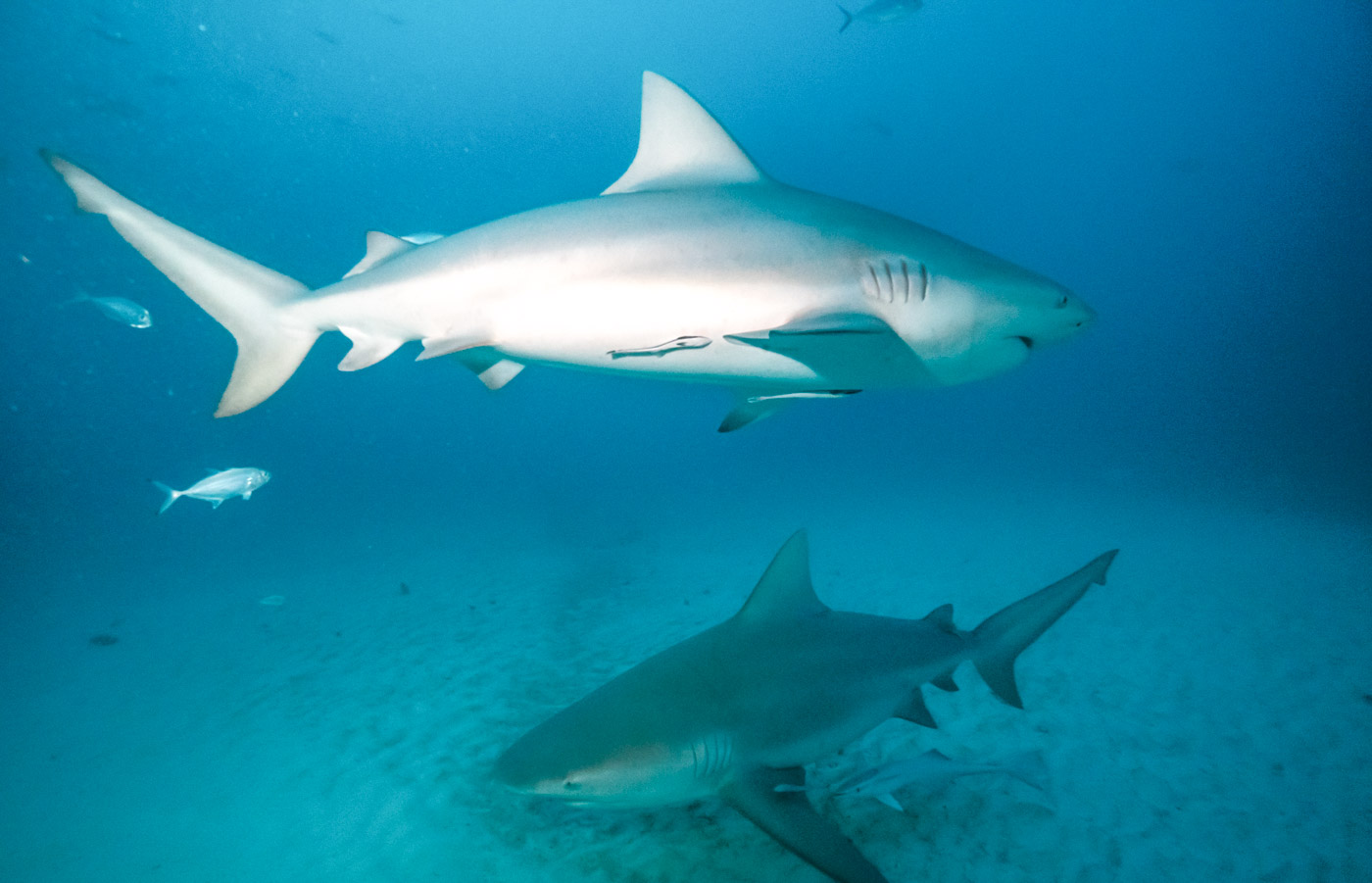 Scuba_Diving_With_Bull_Sharks_In_Playa_Del_Carmen_Mexico_Qintana_Roo_Yucatan_Peninsula_Riviera_Maya_Cozumel_Blog_The_Sassy_Pilgrim_Indian_Solo_Traveler_Girl_Scuba_Diver_Inia_Travel_Blogger_