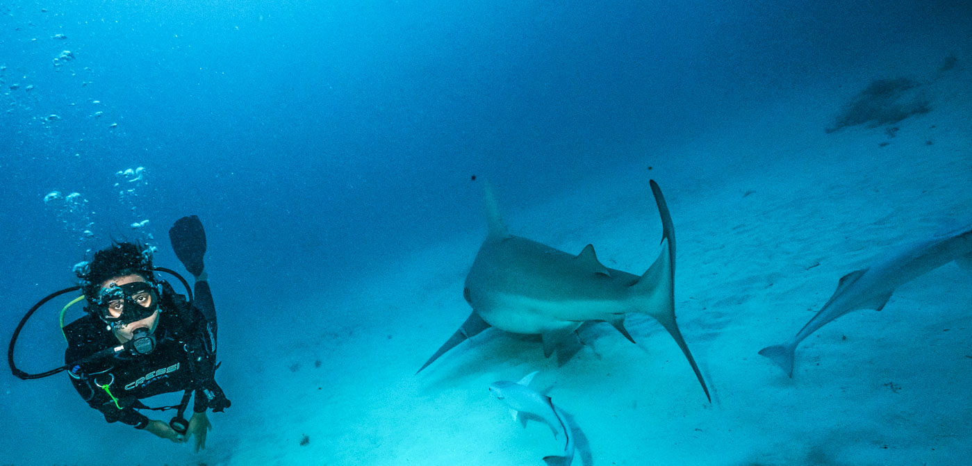 SCUBA DIVING WITH BULL SHARKS IN PLAYA DEL CARMEN - The ...