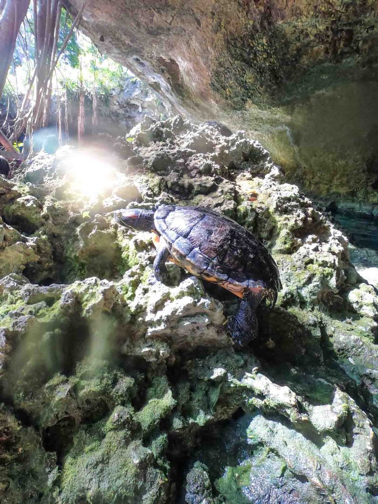 Mexico_Tulum_Cenote_Gran_Riviera_Maya_Quintana_Roo_Yucatan_Peninsula_Blog_Solo_Travel_Indian_Blogger_Female_Best_Cenote_Hopping_Guide_America_Travel_Ultimate_Sinkholes