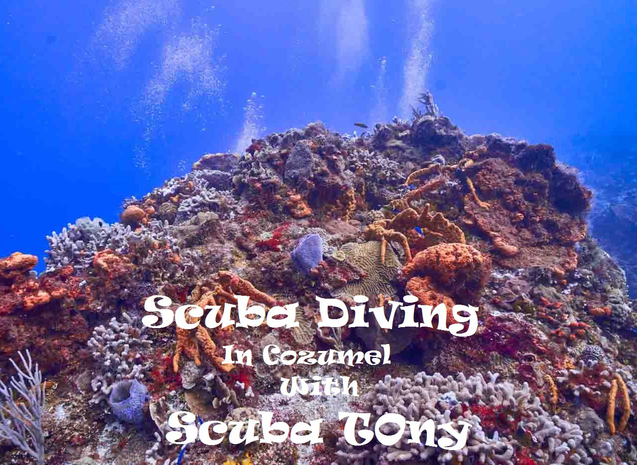 Scuba_Diving_Cozumel_Scuba_Tony_Mexico_Travel_Blogger_Indian_The_Sassy_Pilgrim_America_Quintana_Roo_Yucatan_Riviera_Maya_Adventure_